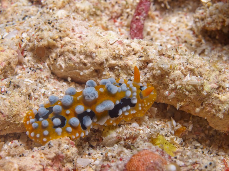 Wart slug, Meno Reef